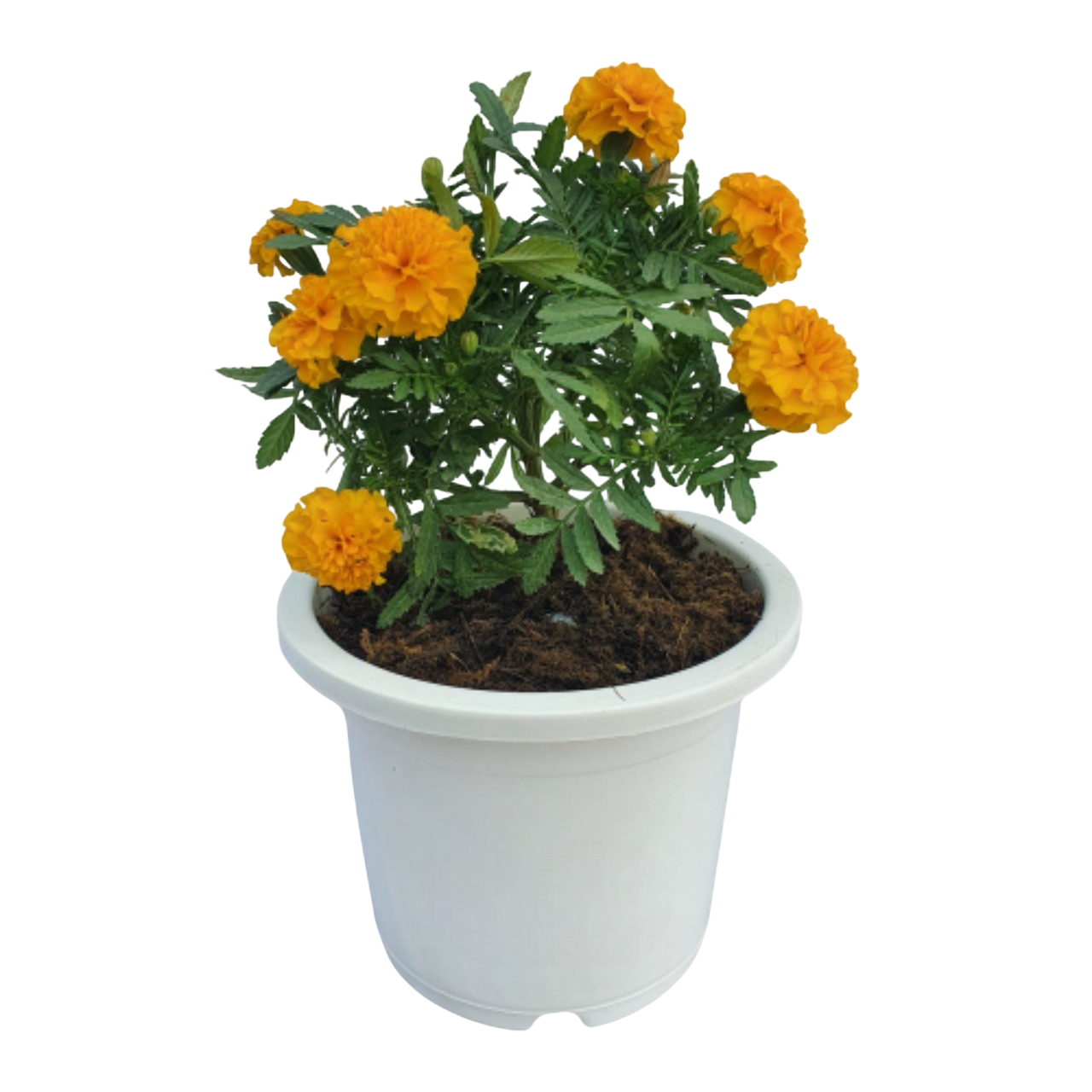marigold plant